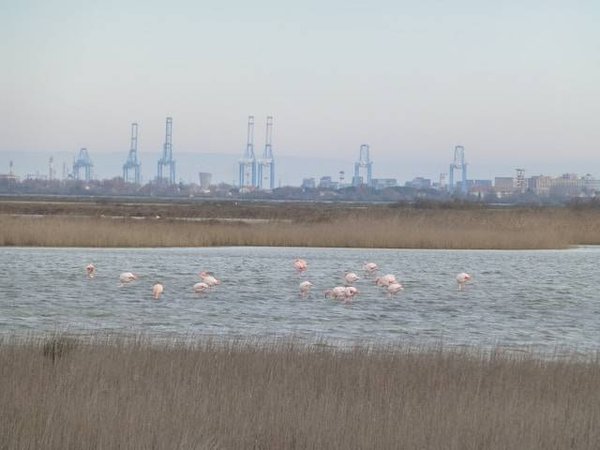 Quels sont les sports nautiques à pratiquer en camping près de la Capitainerie Port Camargue à la mer ?