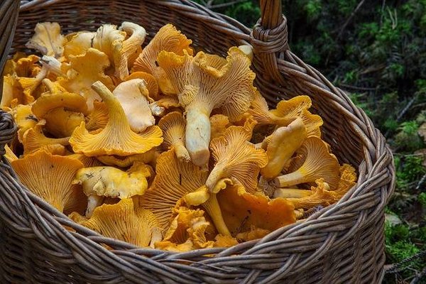 Ramasser des champignons sauvages camping Vendée